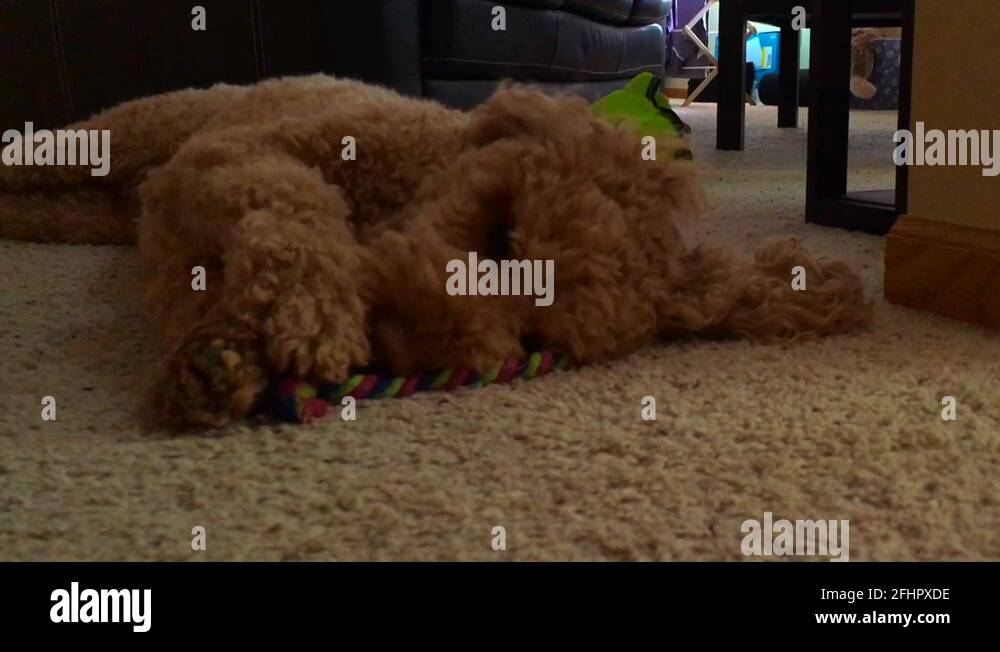 Puppy dog playing with toy Stock Videos & Footage HD and 4K Video