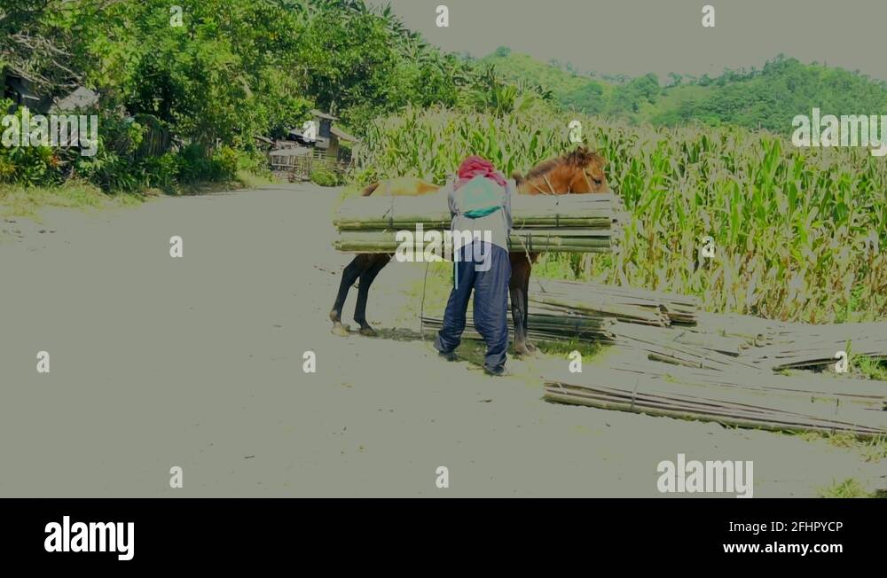 Bamboo horse Stock Videos & Footage HD and 4K Video Clips Alamy