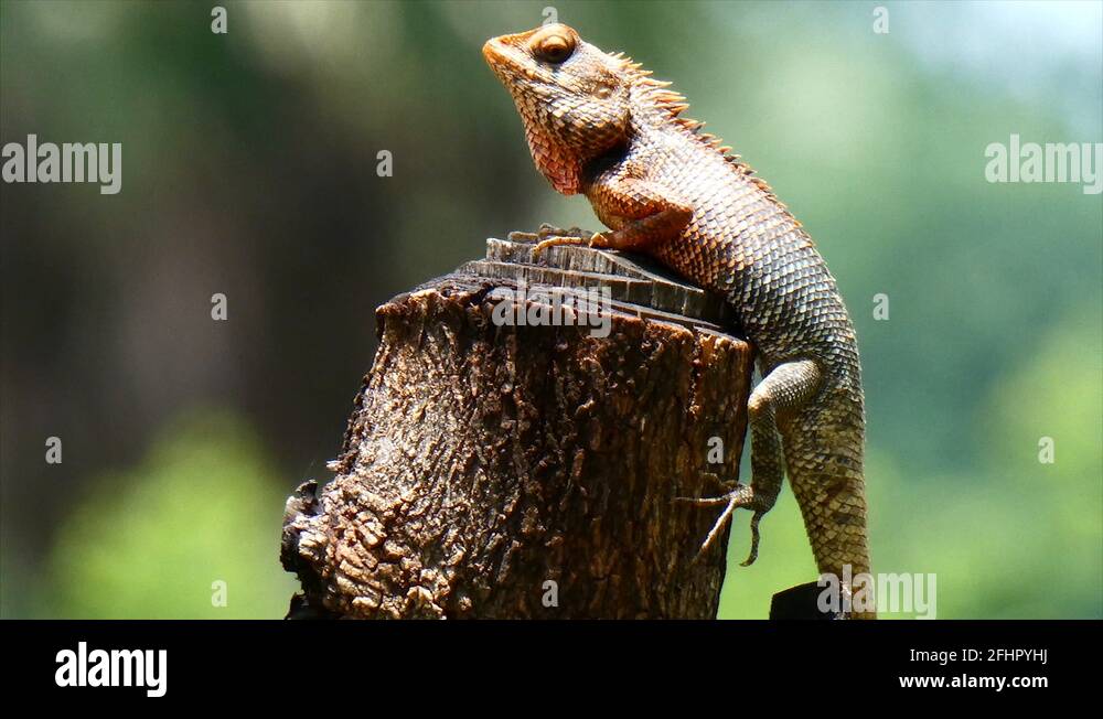 Reptiles of india Stock Videos & Footage HD and 4K Video Clips Alamy
