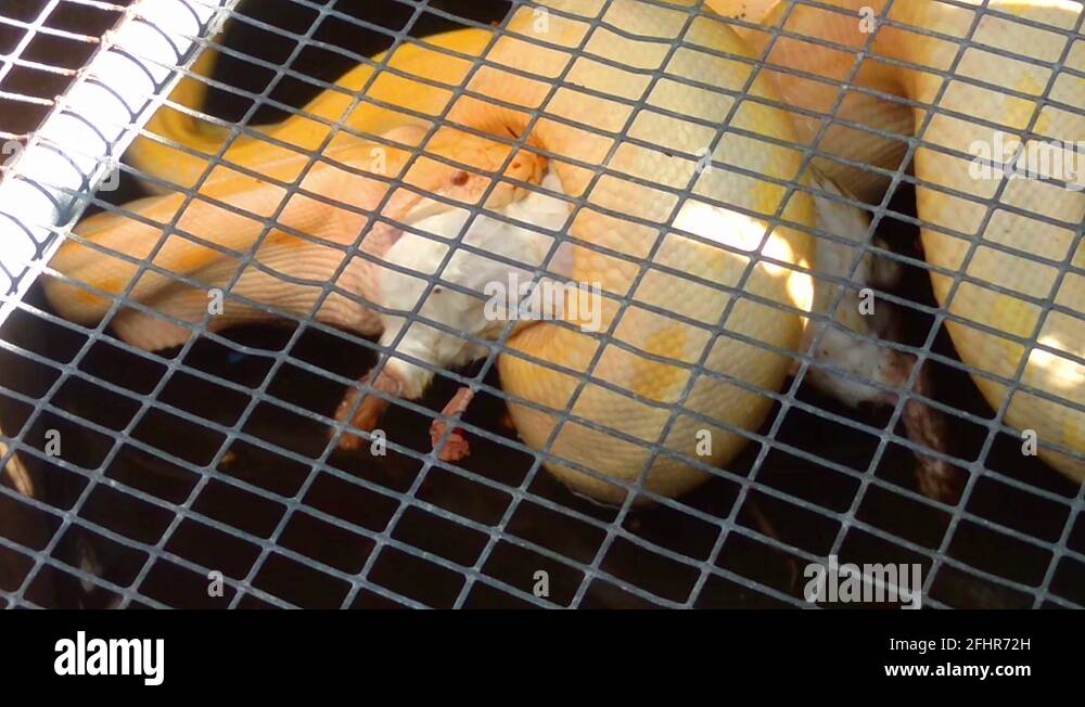 Python eating a rabbit in a cage Stock Video Footage - Alamy