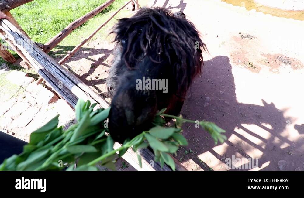 Alpaca feeding Stock Videos & Footage HD and 4K Video Clips Alamy