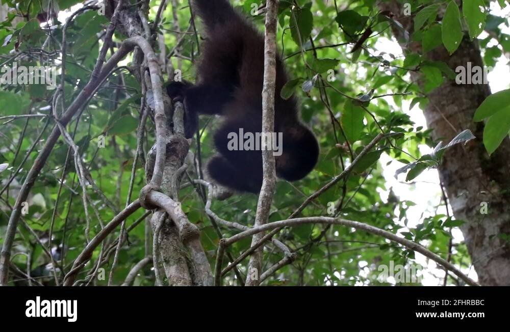 Tree climbing monkey Stock Videos & Footage HD and 4K Video Clips Alamy
