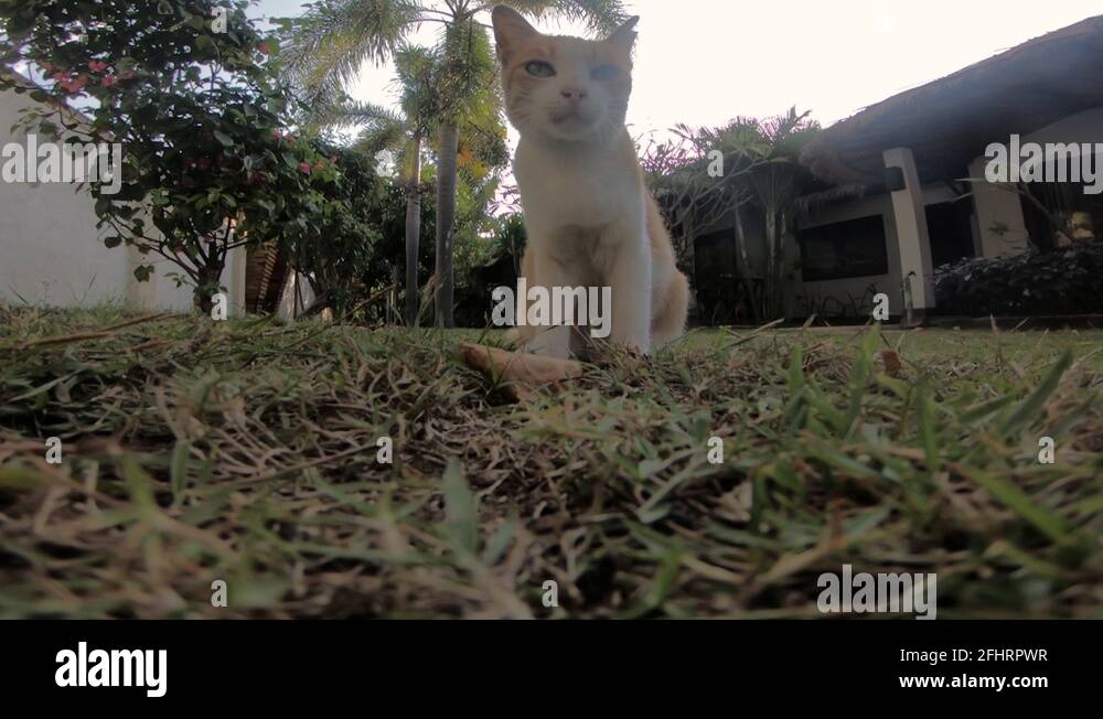 Wild cat scratching an itch Stock Videos & Footage HD and 4K Video