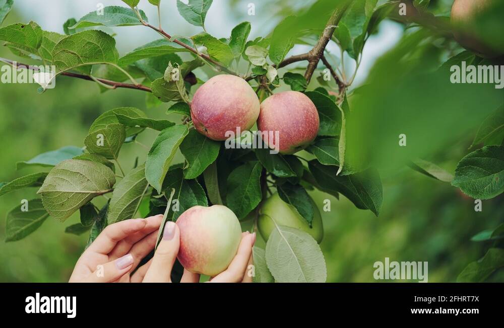 Female hand is picking an apple from apple tree. Apple harvesting