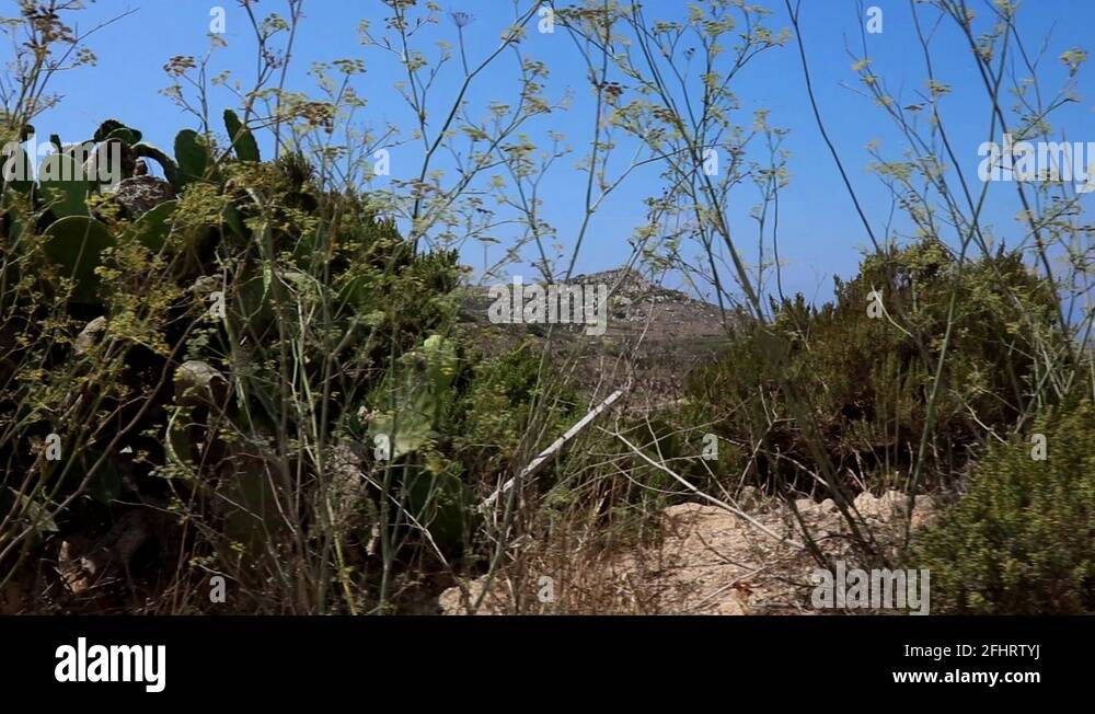 Malta trees Stock Videos & Footage HD and 4K Video Clips Alamy