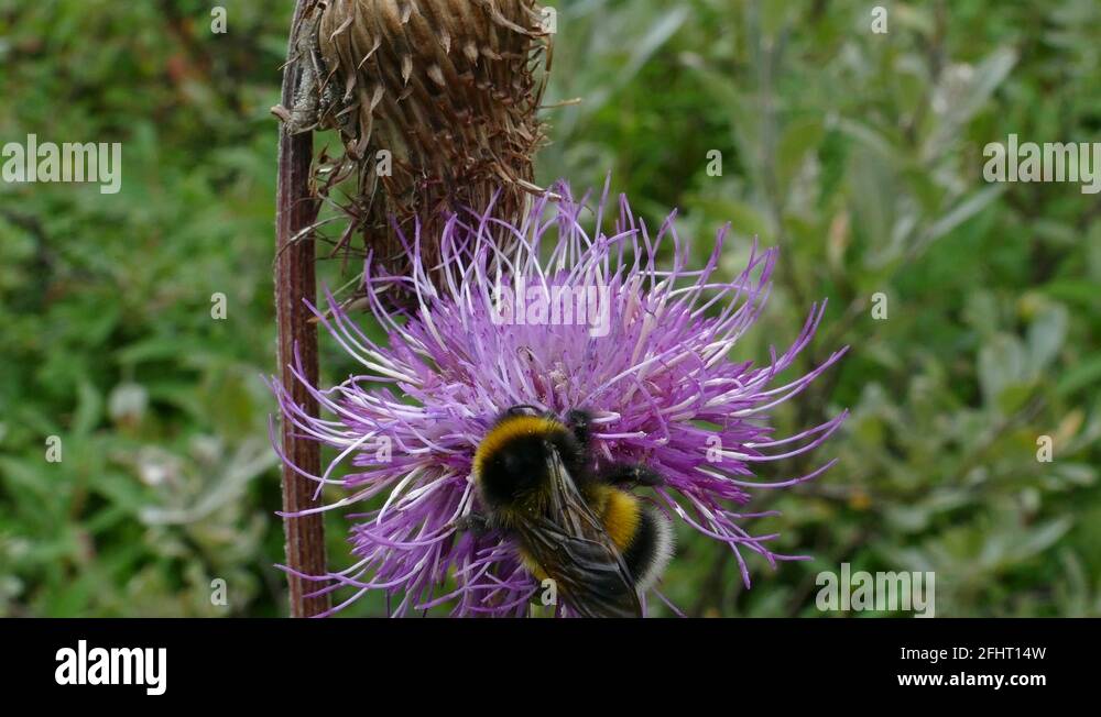 Nectar weed Stock Videos & Footage HD and 4K Video Clips Alamy