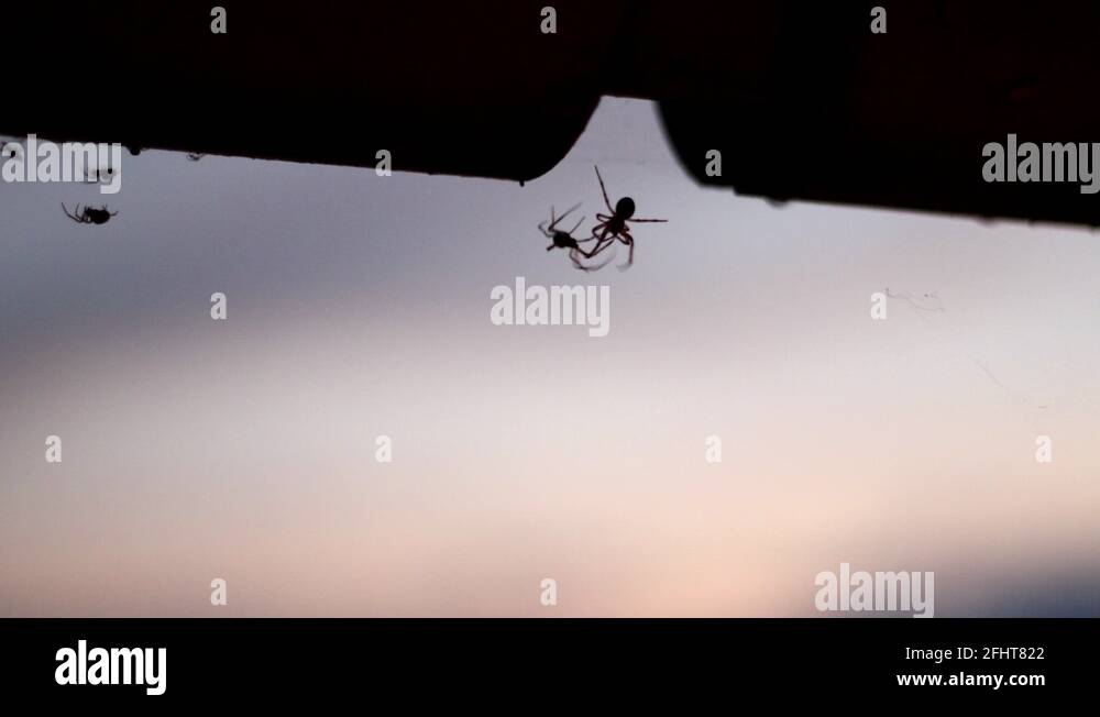 A silhouette of two spiders fighting each other as they hang under a