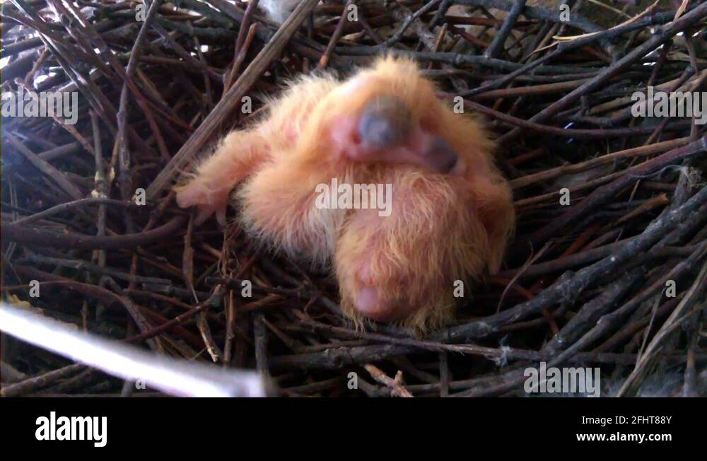 Rats nest Stock Videos & Footage HD and 4K Video Clips Alamy