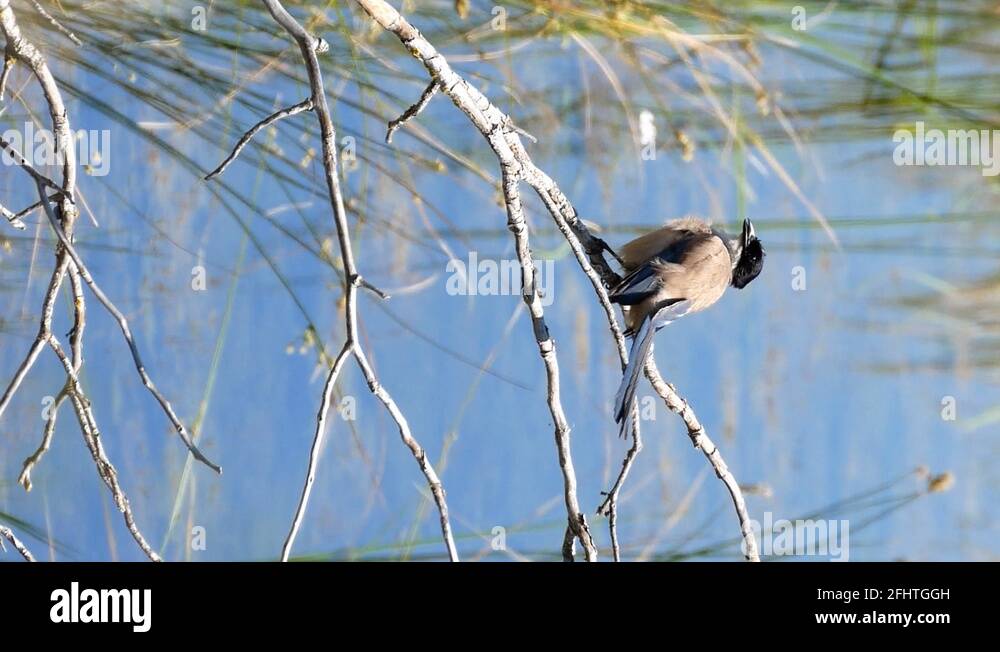 VERTICAL Azure-winged magpie cleaning feathers in DoÃ±ana at El ...