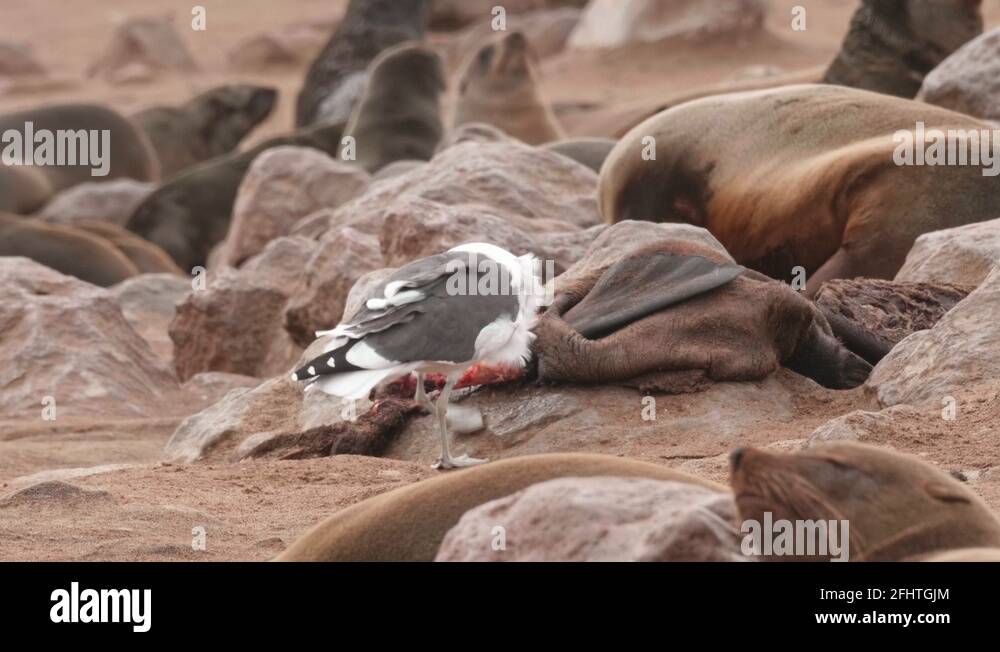 Seagull eating dead seal in slow motion Stock Video Footage Alamy