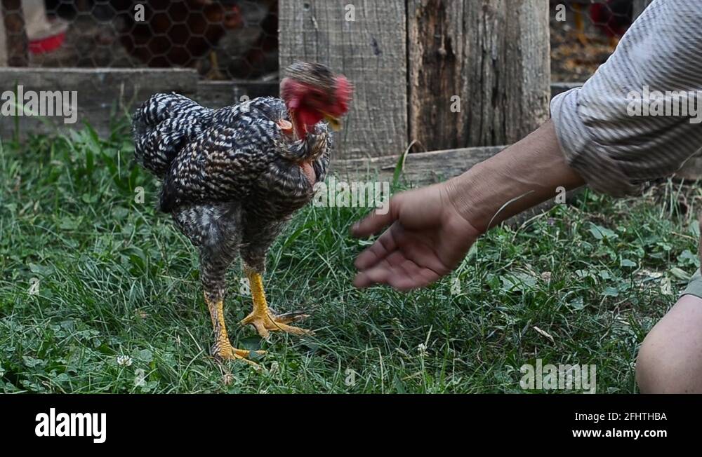 Battle rooster Stock Videos & Footage HD and 4K Video Clips Alamy