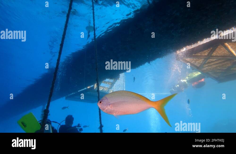 Great barrier reef fish pink Stock Videos & Footage - HD and 4K Video ...