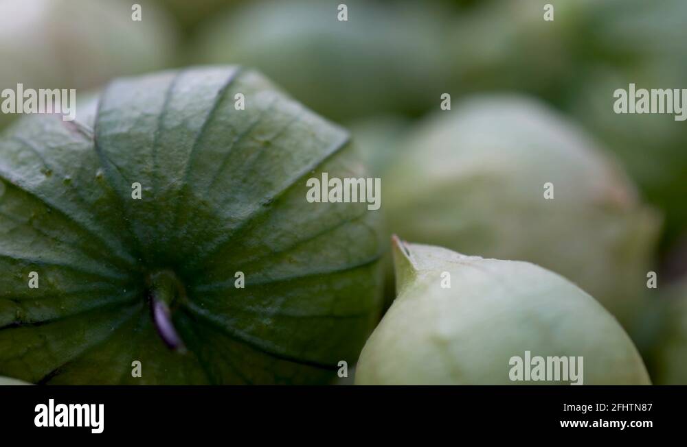 Tomatillo husks Stock Videos & Footage HD and 4K Video Clips Alamy