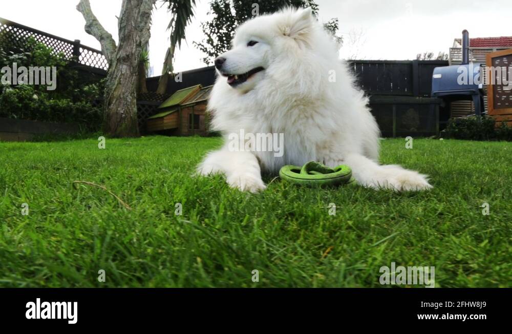 Dog turns Stock Videos & Footage HD and 4K Video Clips Alamy