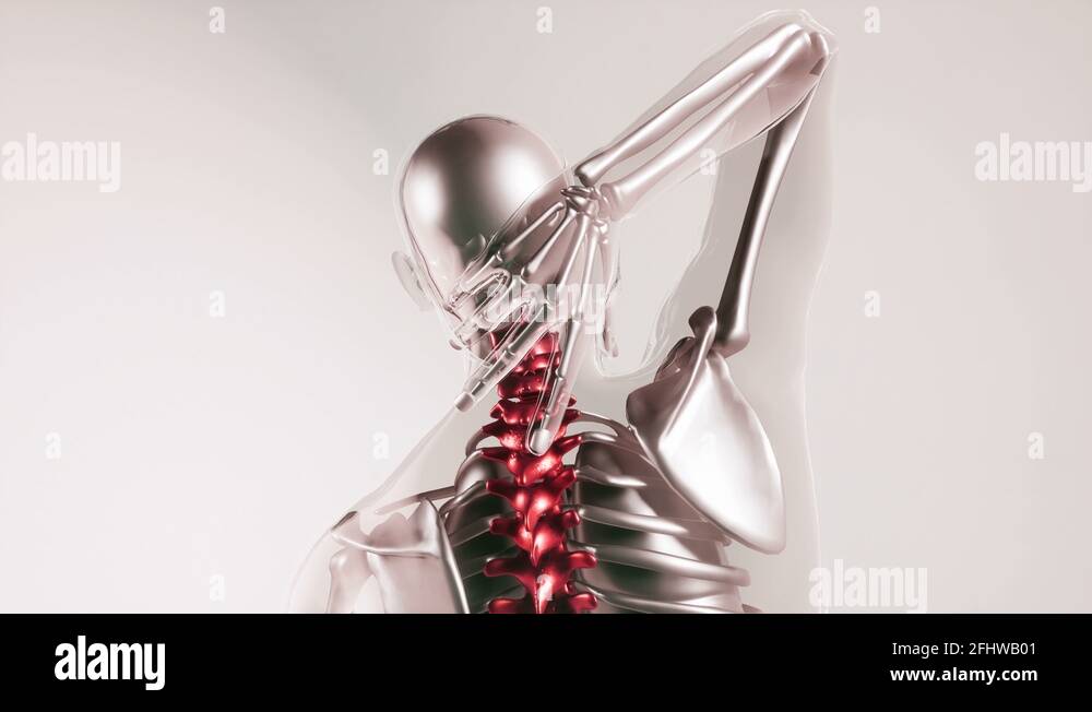 Human skeleton bones spine not artwork Stock Videos & Footage - HD and ...