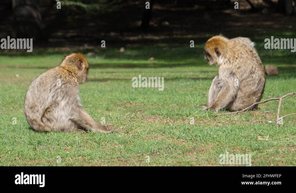 Atlasmountainrange Stock Videos & Footage HD and 4K Video Clips Alamy