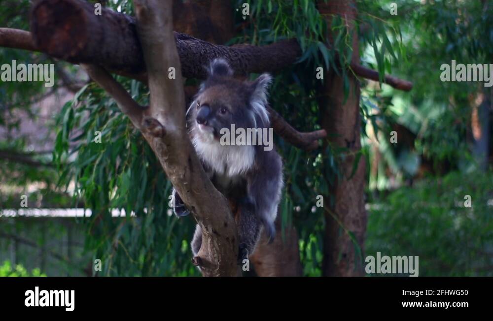 Australia Day Koala Stock Videos Footage Hd And 4k Video Clips Alamy