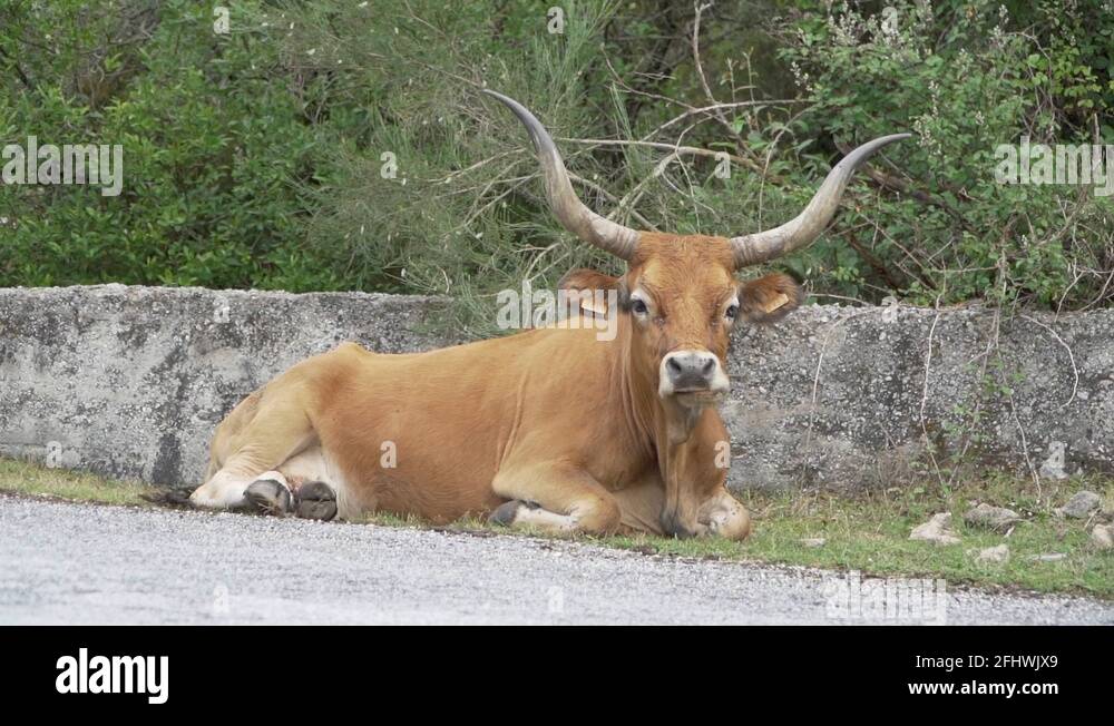 Ox trail Stock Videos & Footage HD and 4K Video Clips Alamy