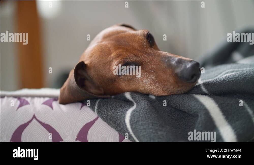 Dachshund dog sausage bed Stock Videos & Footage HD and 4K Video