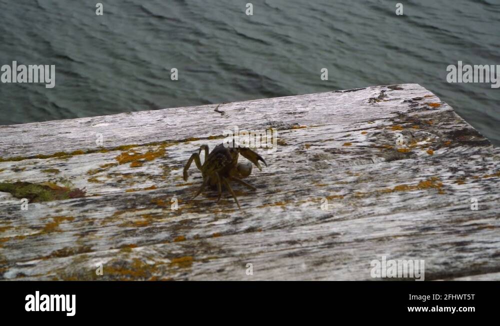 Jumping crab Stock Videos & Footage HD and 4K Video Clips Alamy