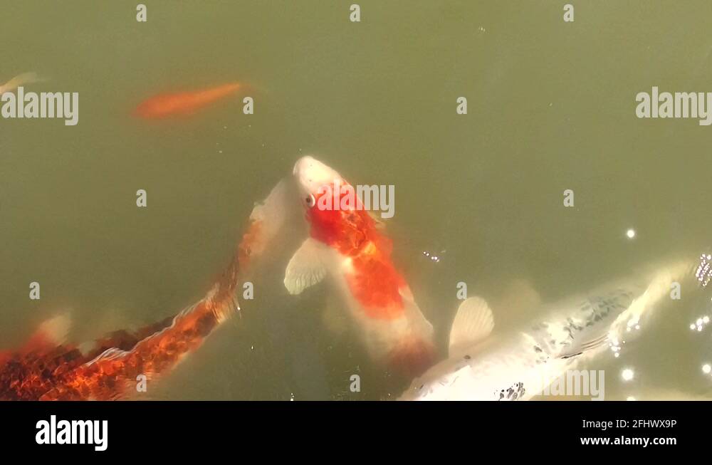 Lucky koi fish Stock Videos & Footage - HD and 4K Video Clips - Alamy