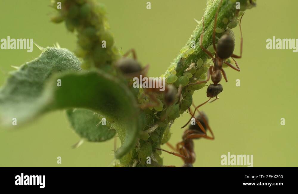 Ants on green branch feed on colony of aphids. Insect macro, Green