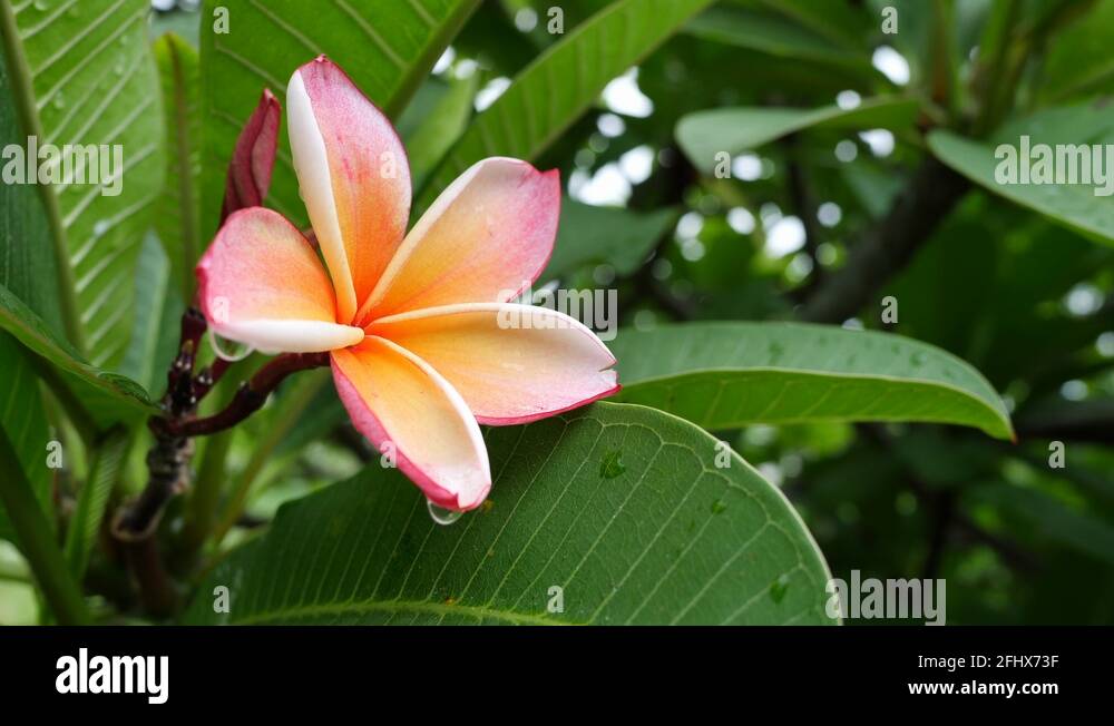Plumeria perfume Stock Videos & Footage HD and 4K Video Clips Alamy