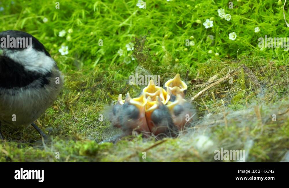 Chickadee Bird Birds Nest Stock Videos Footage Hd And 4k Video