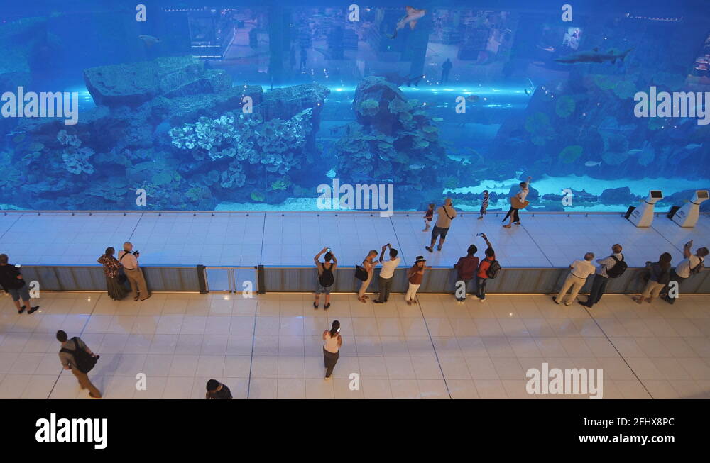 Aquarium in dubai mall worlds largest shopping mall Stock Videos