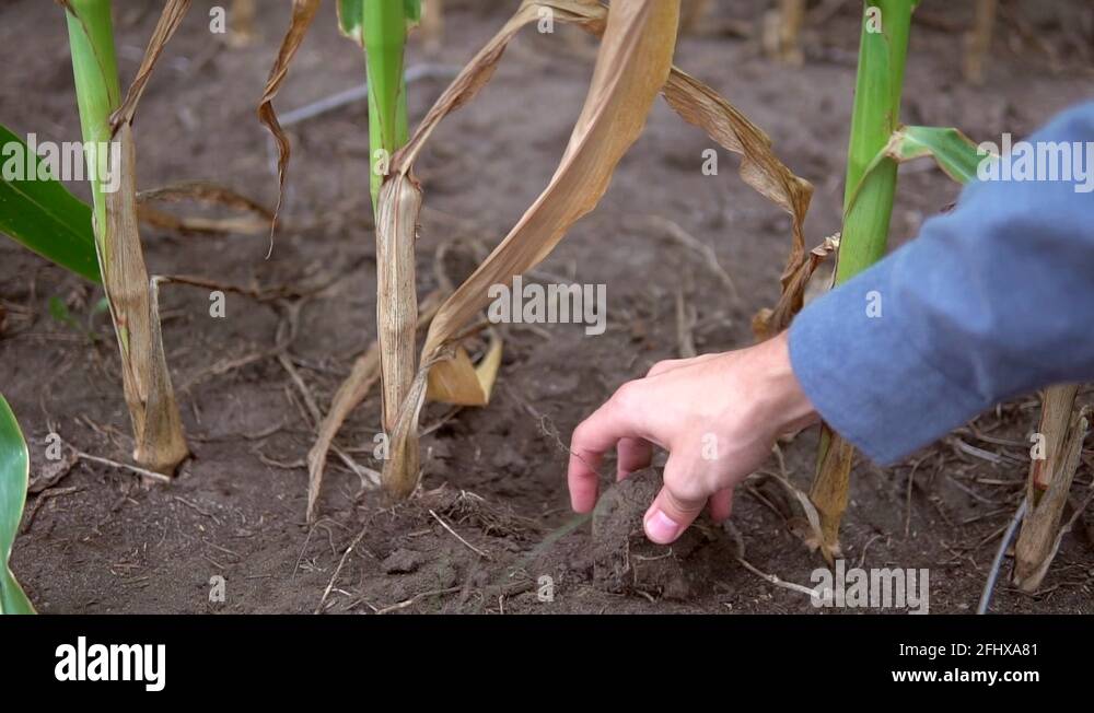 Dry dusty soil Stock Videos & Footage HD and 4K Video Clips Alamy