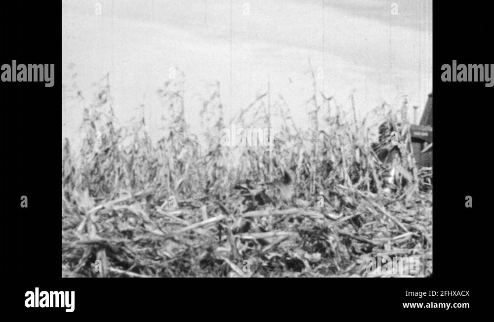 Dog driving tractor Stock Videos & Footage HD and 4K Video Clips Alamy