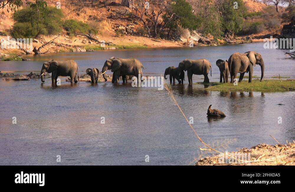 Elephants Tanzania Stock Videos & Footage - HD And 4K Video Clips - Alamy