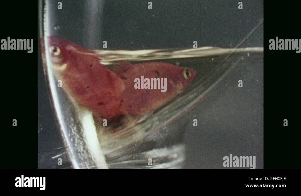 Drunk fish Stock Videos & Footage HD and 4K Video Clips Alamy