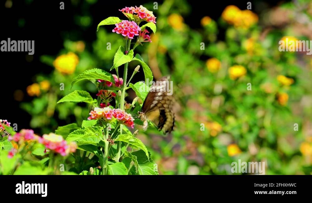 Butterfly blooms Stock Videos & Footage HD and 4K Video Clips Alamy
