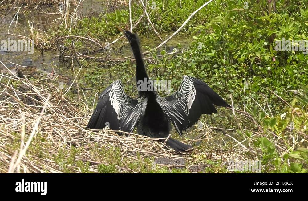 Anhinga Drying Drying the wings Stock Videos & Footage - HD and 4K Video Clips - Alamy