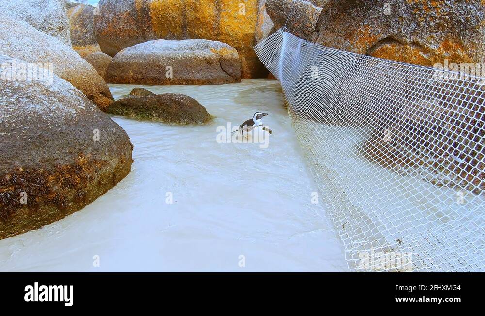 Penguin conservation Stock Videos & Footage - HD and 4K Video Clips - Alamy