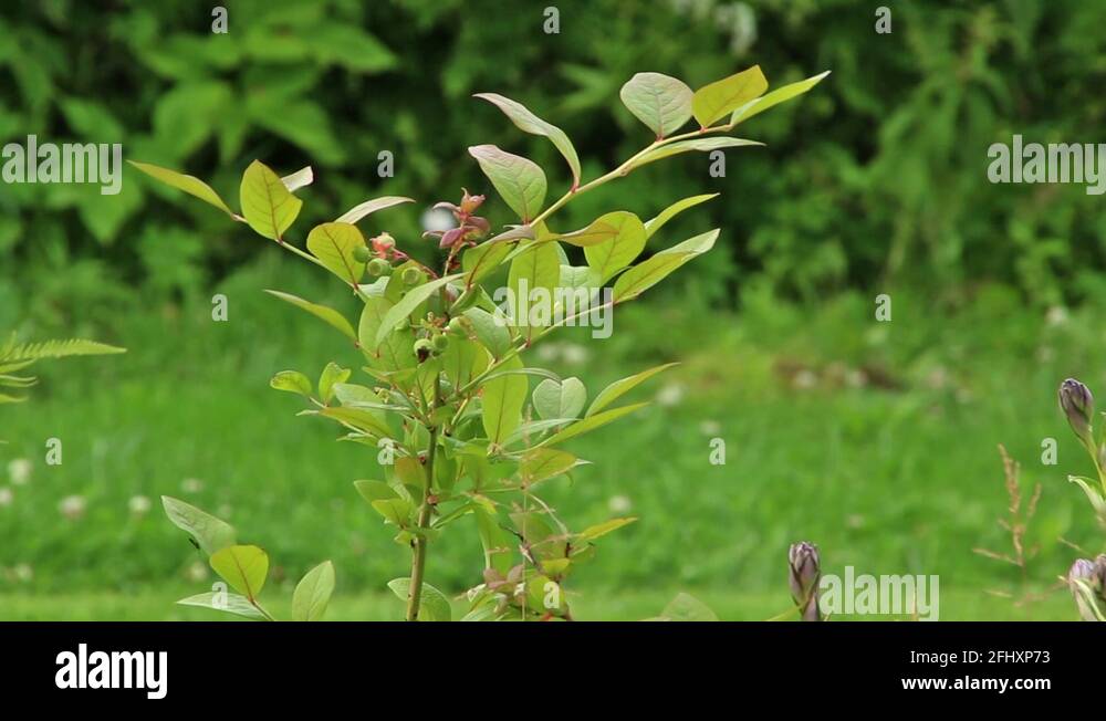 Blueberry plant Stock Videos & Footage HD and 4K Video Clips Alamy