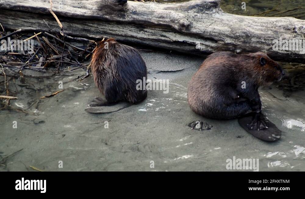 Skagit river washington Stock Videos & Footage - HD and 4K Video Clips - Alamy