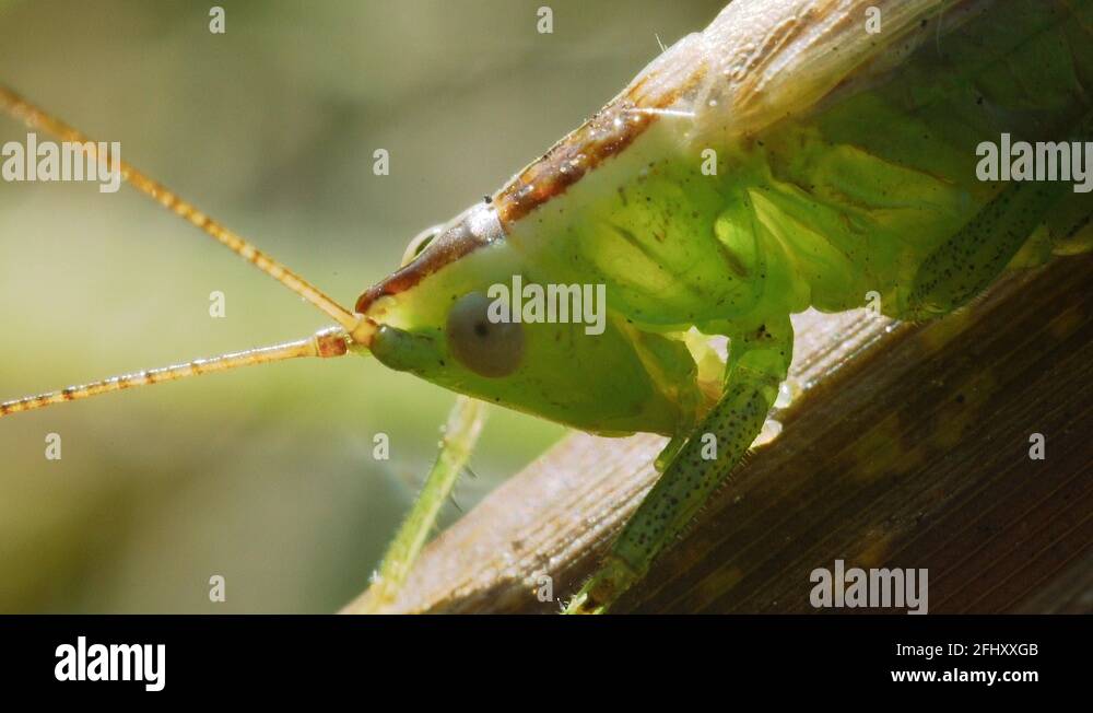 antennae Stock Videos & Footage HD and 4K Video Clips Alamy