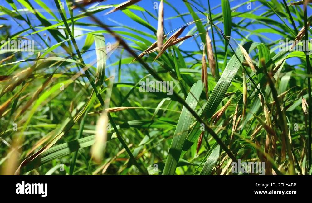 Close foreground shot looking out of slowing tall summer grasses ...