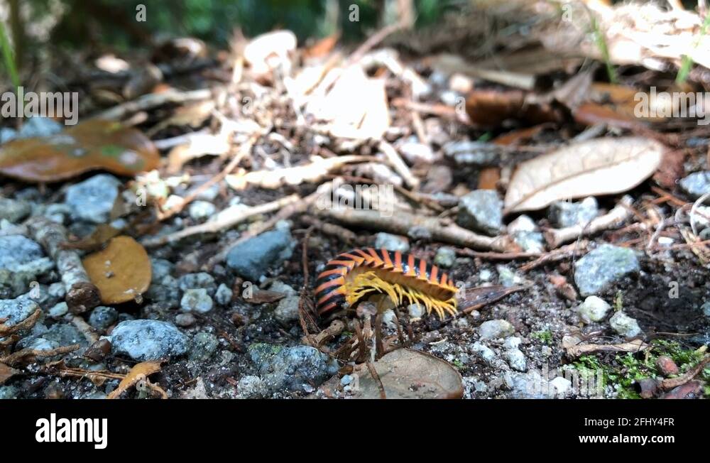 Giant centipede antenna Stock Videos & Footage HD and 4K Video Clips Alamy