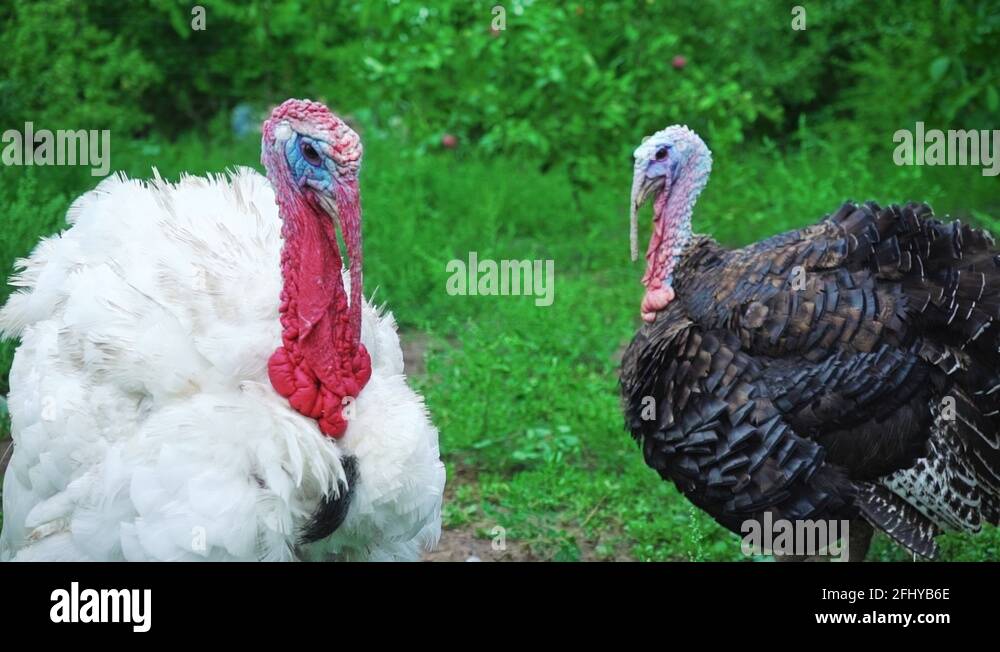 Stuffing birds Stock Videos & Footage HD and 4K Video Clips Alamy