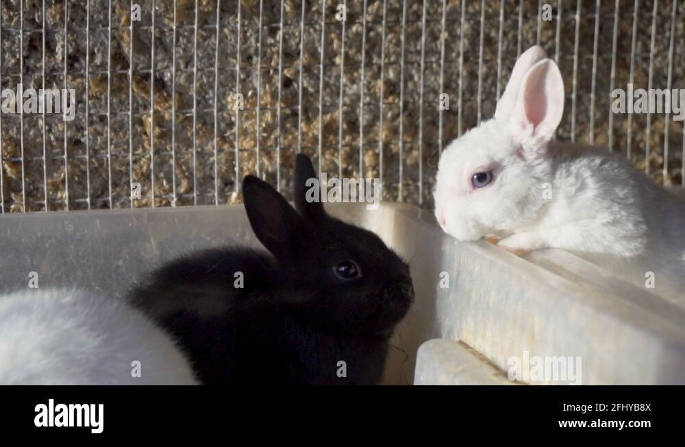 Rabbits jumping Stock Videos & Footage HD and 4K Video Clips Alamy