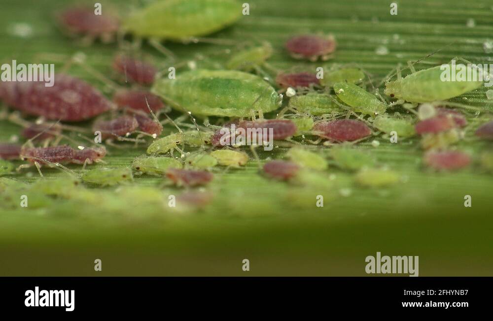 Green leaf insect bite Stock Videos & Footage - HD and 4K Video Clips ...