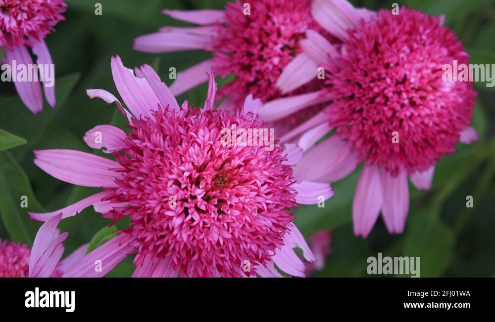 Double-petaled Echinacea Coneflowers featuring a mop of petals in the ...