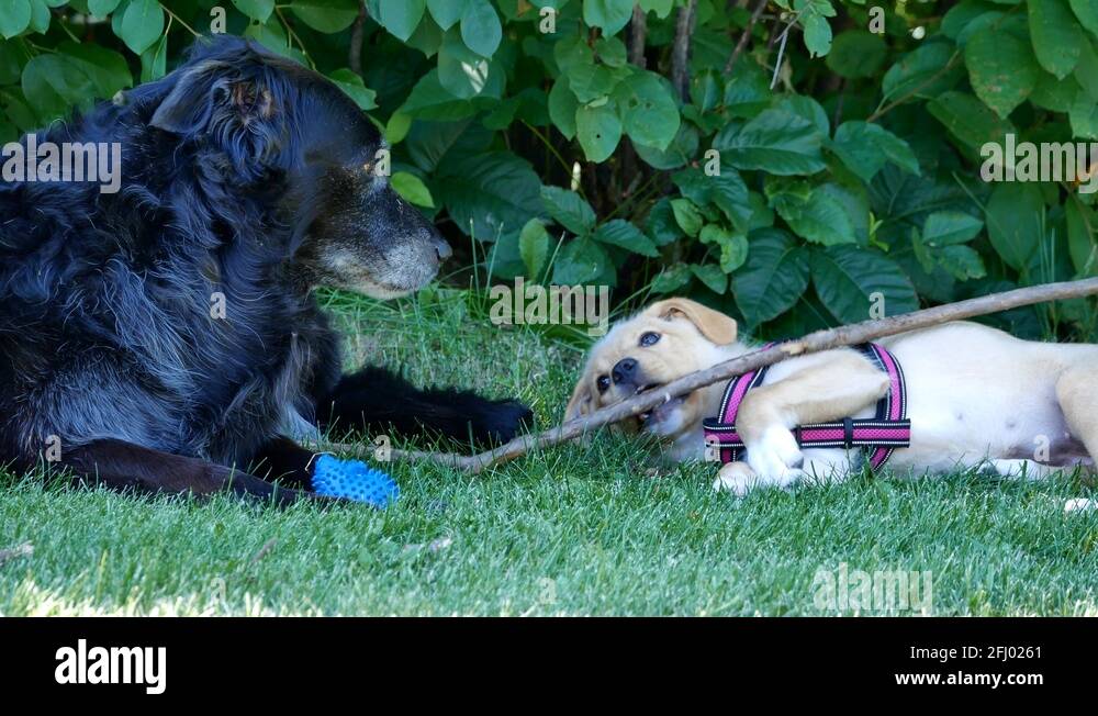 Two dogs laying in the grass together, one has a toy in front of it the ...