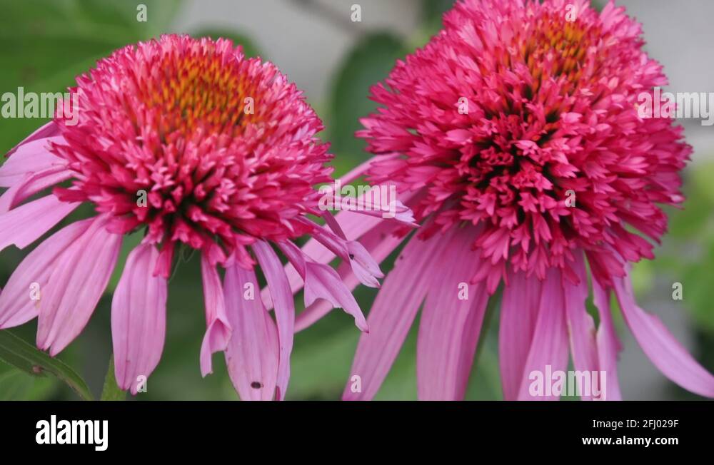 Doublepetaled Echinacea Coneflowers featuring a mop of petals in the