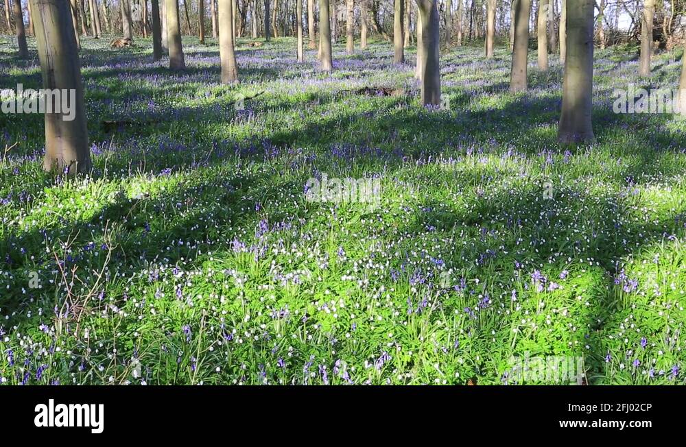 Bluebell carpet in a spring green woodland
