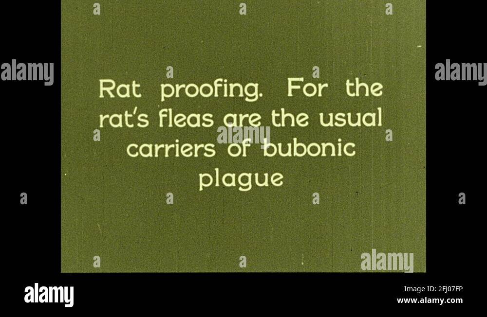 Carrier of the bubonic plague flea Stock Videos & Footage - HD and 4K ...