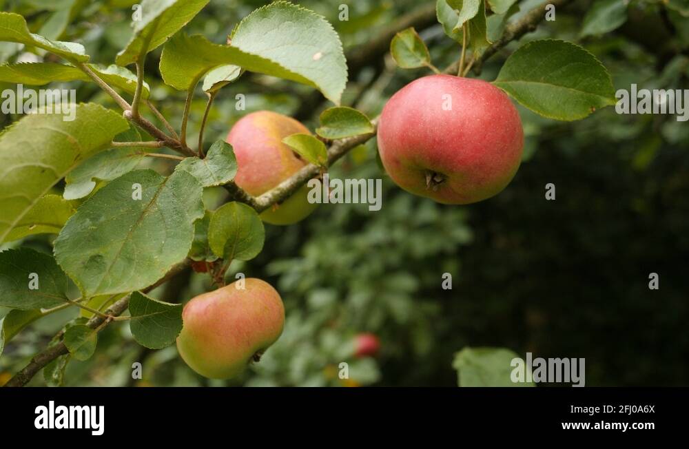 Fruits hanging from a tree Stock Videos & Footage HD and 4K Video Clips Alamy